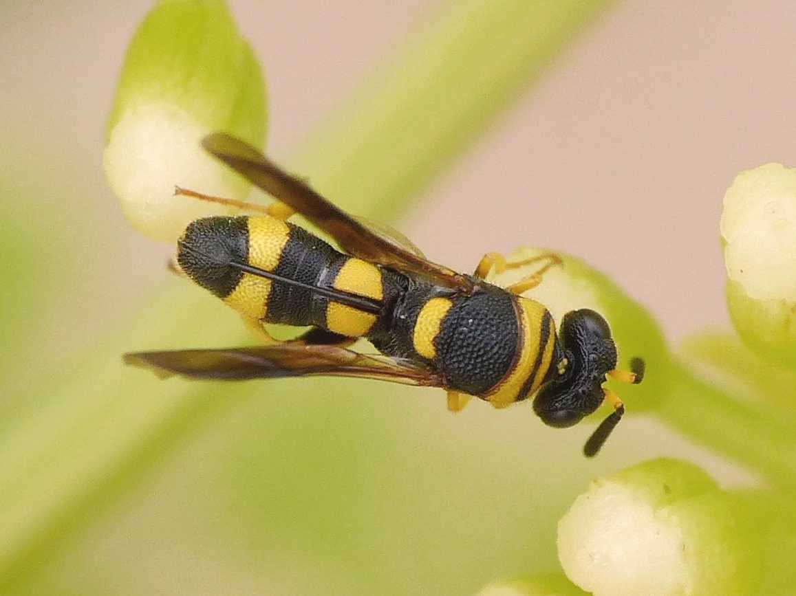 Piccoli Leucospidae